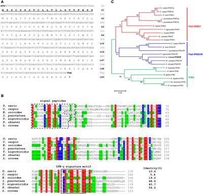 A synthetic peptide based on large yellow croaker (Larimichthys crocea) IFNG1R protein sequence has potential antimicrobial activity against Pseudomonas plecoglossicida